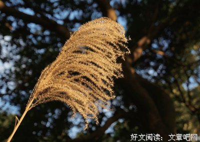 最全的《浮生若梦》小说书摘
