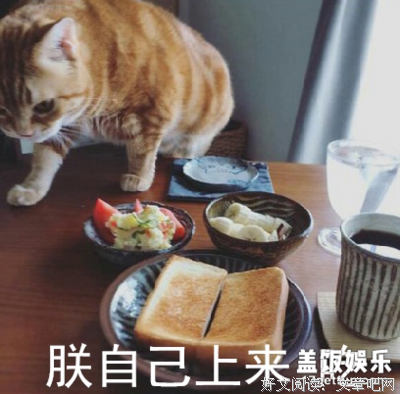 最全的剽悍一只猫座右铭