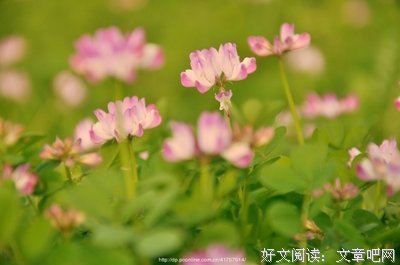 《花田半亩》经典语录