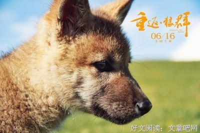 最经典的《重返狼群》小说摘抄大全
