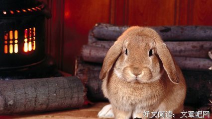 最全的《万物的签名》小说摘抄大全