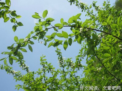 所谓成长优美的句子