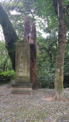 关于忽年界是去风实说真年走间，雨落上这子真年走的优美句子