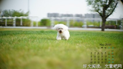 《像狗一样奔跑》经典语句