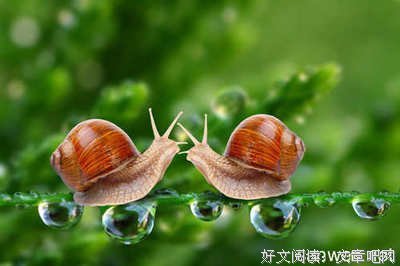 最新的《如果蜗牛有爱情》佳句摘抄