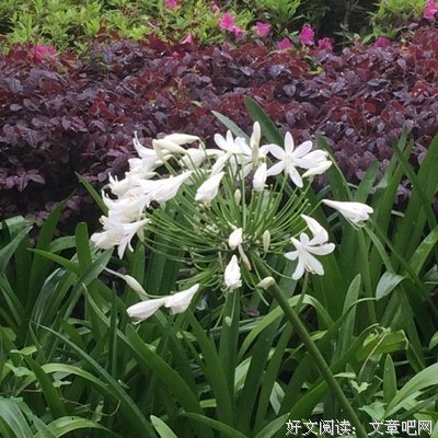 最经典的《钢铁蒸汽与火焰》名句欣赏