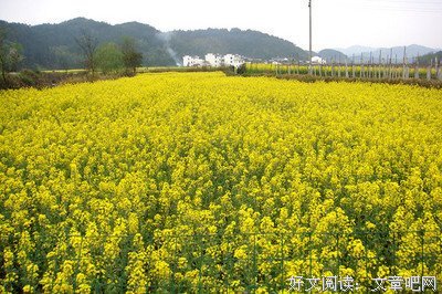 有关陌上花开的句子