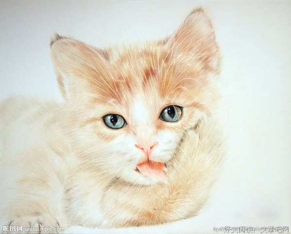 唧唧的猫名言