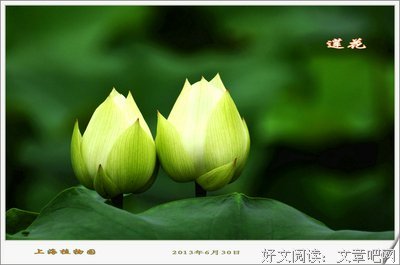 最全的《灵性深处开莲花》经典名句