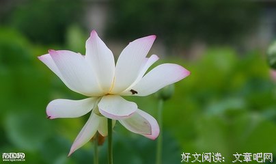 最经典的《假如给我三天光明》佳句摘抄