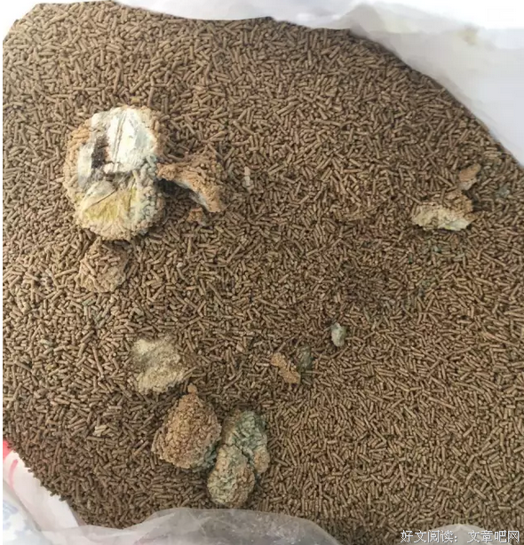 关于尾鱼的名言