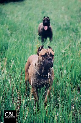 关于恶犬的名句摘抄