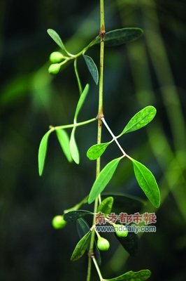 有关海桑名言