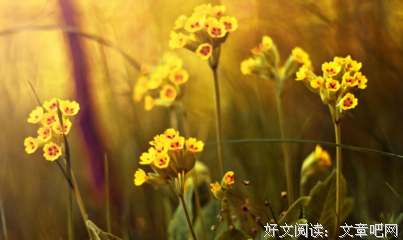 最经典的《会能入盛夏起么门》好段摘抄