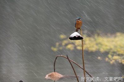 关于风雪交加的语句