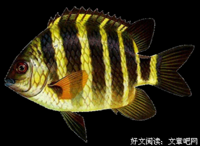豆娘名言大全