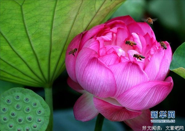 最新的《蛊么可人》名句欣赏