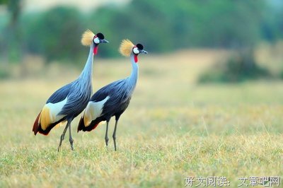 最全的《兰芷》经典语录