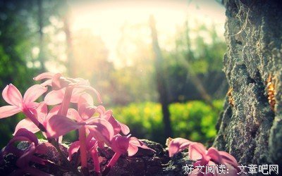 最经典的席慕蓉的名句