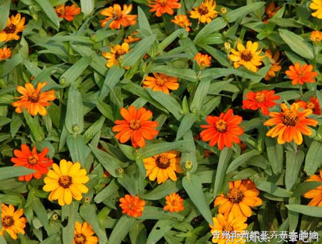 夏瑾的优美句子