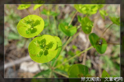 大戟的句子