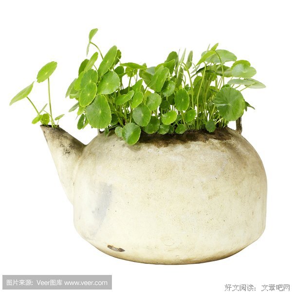 有关积雪草15句经典名言