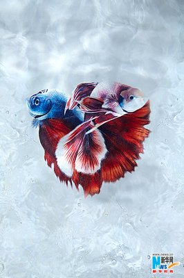 《水魅莲》经典的句子
