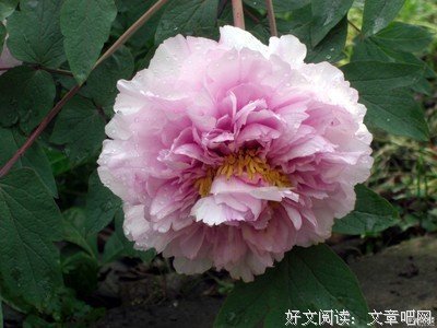 《玉楼春》语录摘抄