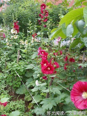 季花的句子