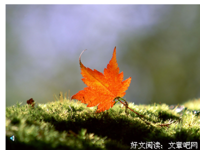 火红的枫叶，火红的年！