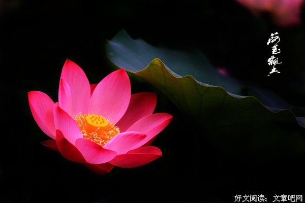 有关不见莲花的名言