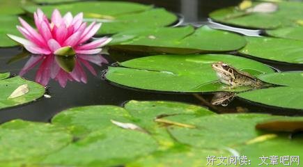 最经典的树下野狐名言大全