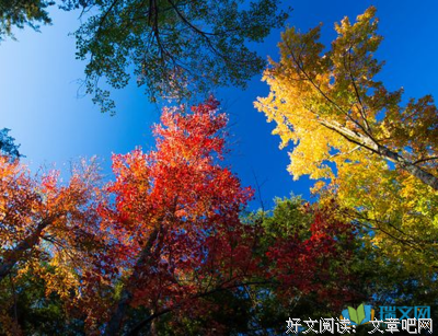 有关笛子Ocarina名言