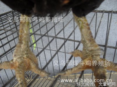 邢辉句子