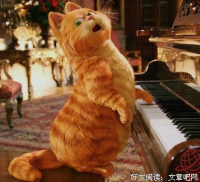 忘记呼吸的猫经典语录