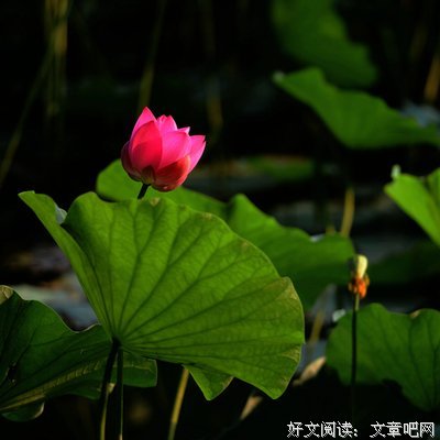 初恋璀璨如夏花名言警句