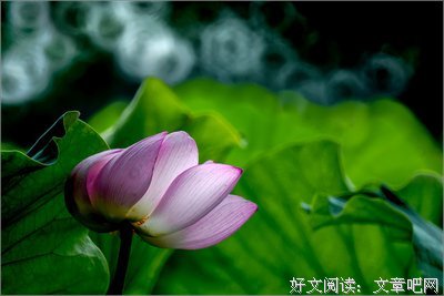 《一一风荷举》经典的句子