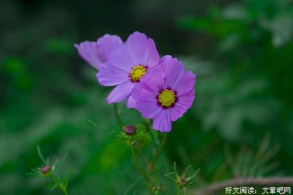 笑看人生的花开花落