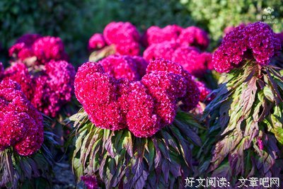 关于叶碧的语句