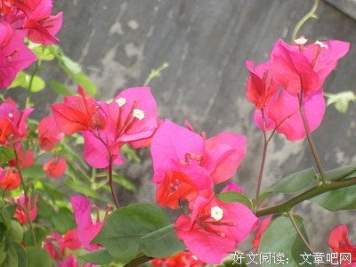 描写秋阳的语句摘抄