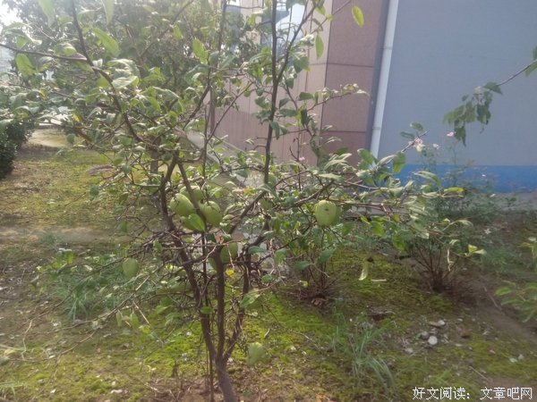 木瓜汪名人名言