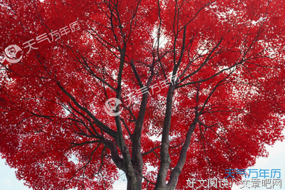 最新的《我亦飘零久》美文美句