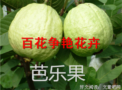 《番石榴飘香》语录摘抄大全