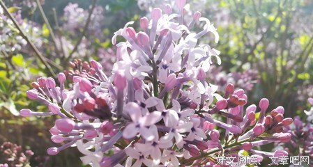 苏凉名言警句