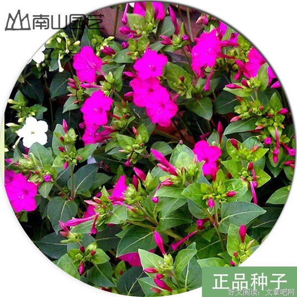 2018胭脂茉莉名言