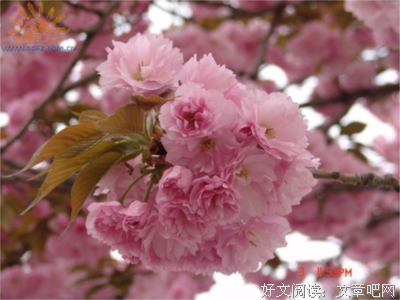 最经典的《悲观主义的花朵》小说句子大全