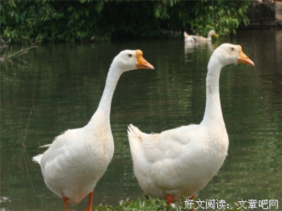 丰子恺的语句摘抄_关于丰子恺的语句