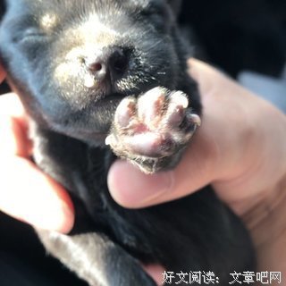看到狗狗在狗贩子车上，气就不打一处来！！