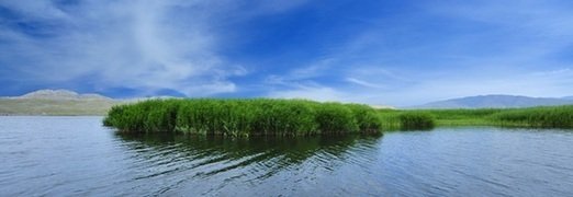 关于苏里起绿的优美句子