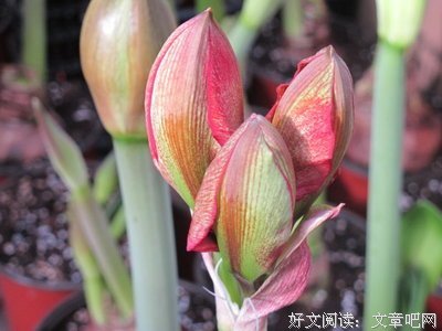 关于轻颦浅的名言